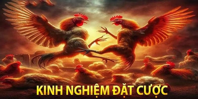 3 kinh nghiệm cược chọi gà hiệu quả từ cao thủ